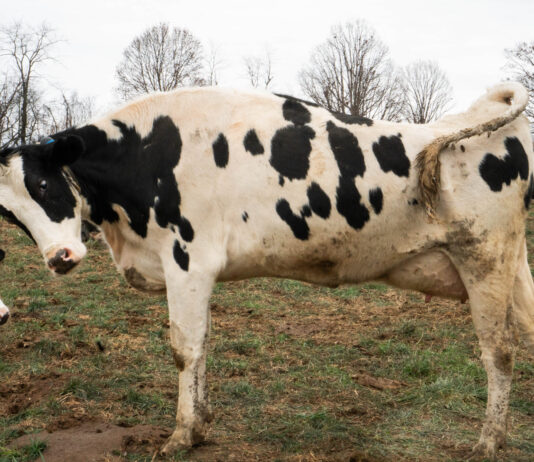 Why it’s important to learn to speak cow stretching dairy cow