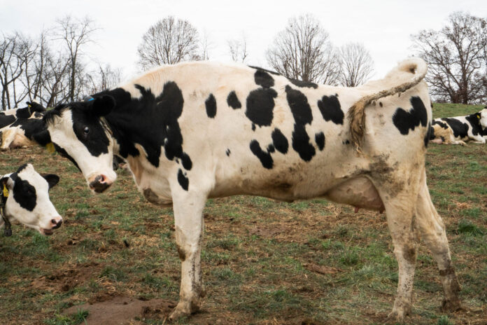 stretching dairy cow stretching dairy cow