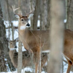 ODNR releases weekend gun hunting deer harvest numbers deer