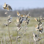 Help monarch butterflies by collecting milkweed pods Empty milkweed pods
