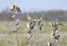 Help monarch butterflies by collecting milkweed pods Empty milkweed pods