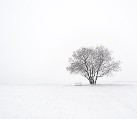 snow and tree