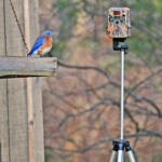 Trail cameras: An obsession trail camera