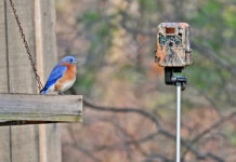 Trail cameras: An obsession trail camera