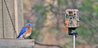 Trail cameras: An obsession trail camera