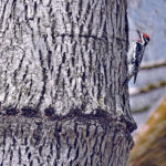 Tapholes and sapsuckers