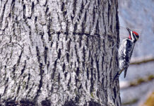 Tapholes and sapsuckers