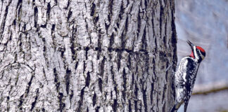 Tapholes and sapsuckers