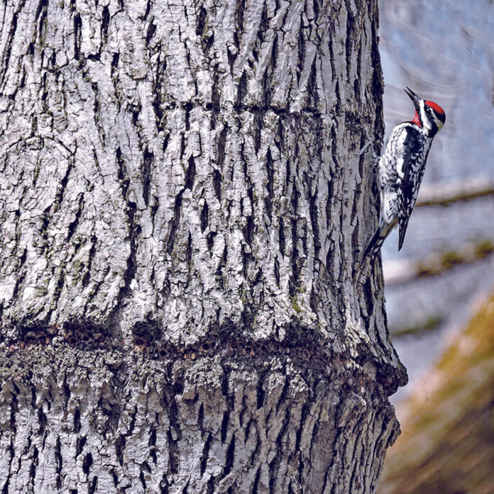 Feature photo- creating row of holes-WEB