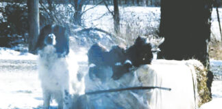 Shadow’s lessons: Life, love, loyalty, laughter and loss