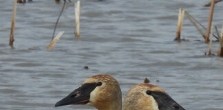 Working for wildlife Trumpeter swans