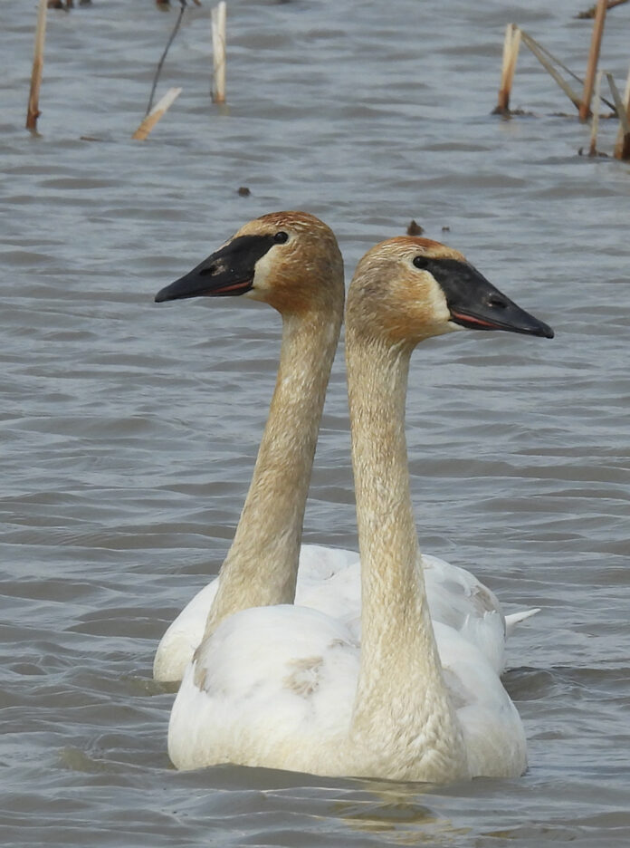 Trumpeter swans Trumpeter swans