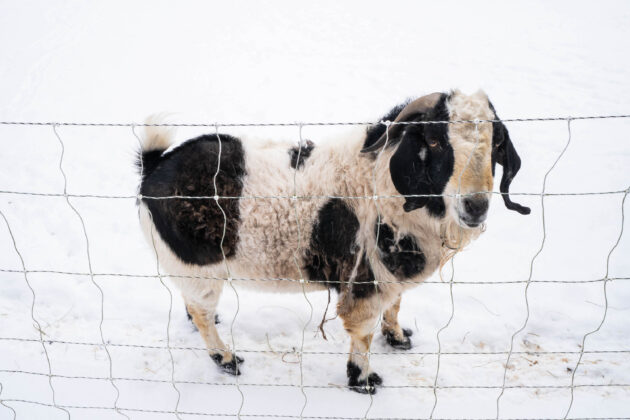 Ravine's Edge Maple Farm