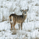 Ohio’s final 2024-25 deer hunting season report deer final