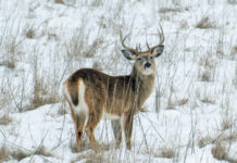 By the numbers: Ohio’s 2025-26 deer hunting season deer final