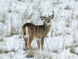 By the numbers: Ohio’s 2025-26 deer hunting season deer final