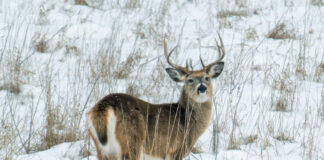 Ohio’s final 2024-25 deer hunting season report deer final