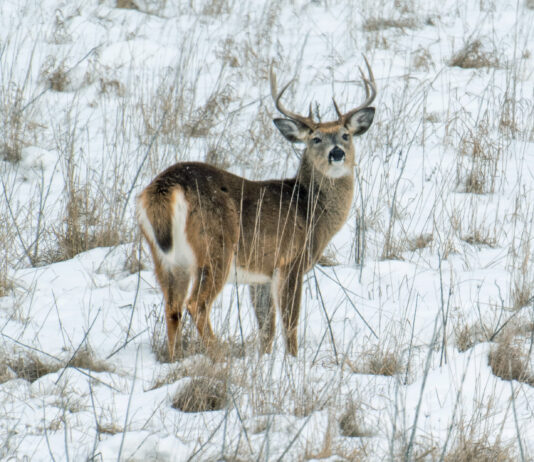 By the numbers: Ohio’s 2025-26 deer hunting season deer final