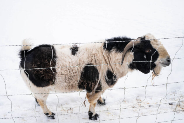 Ravine's Edge Maple Farm