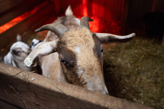 Ravine's Edge Maple Farm