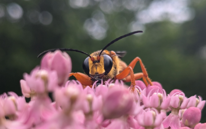 milkweed flowers