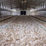 Ohio, Pennsylvania battle bird flu