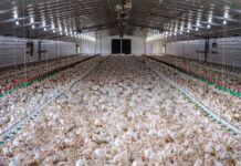 Ohio, Pennsylvania battle bird flu