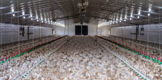 Ohio, Pennsylvania battle bird flu