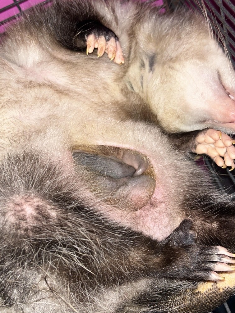 possum pouch
