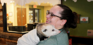 Rehabilitating opossums is a labor of love for Stark Parks volunteer Shandy Myers and schmidt