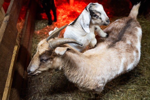 Ravine's Edge Maple Farm