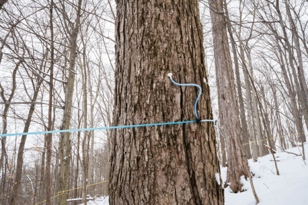 Ravine's Edge Maple Farm