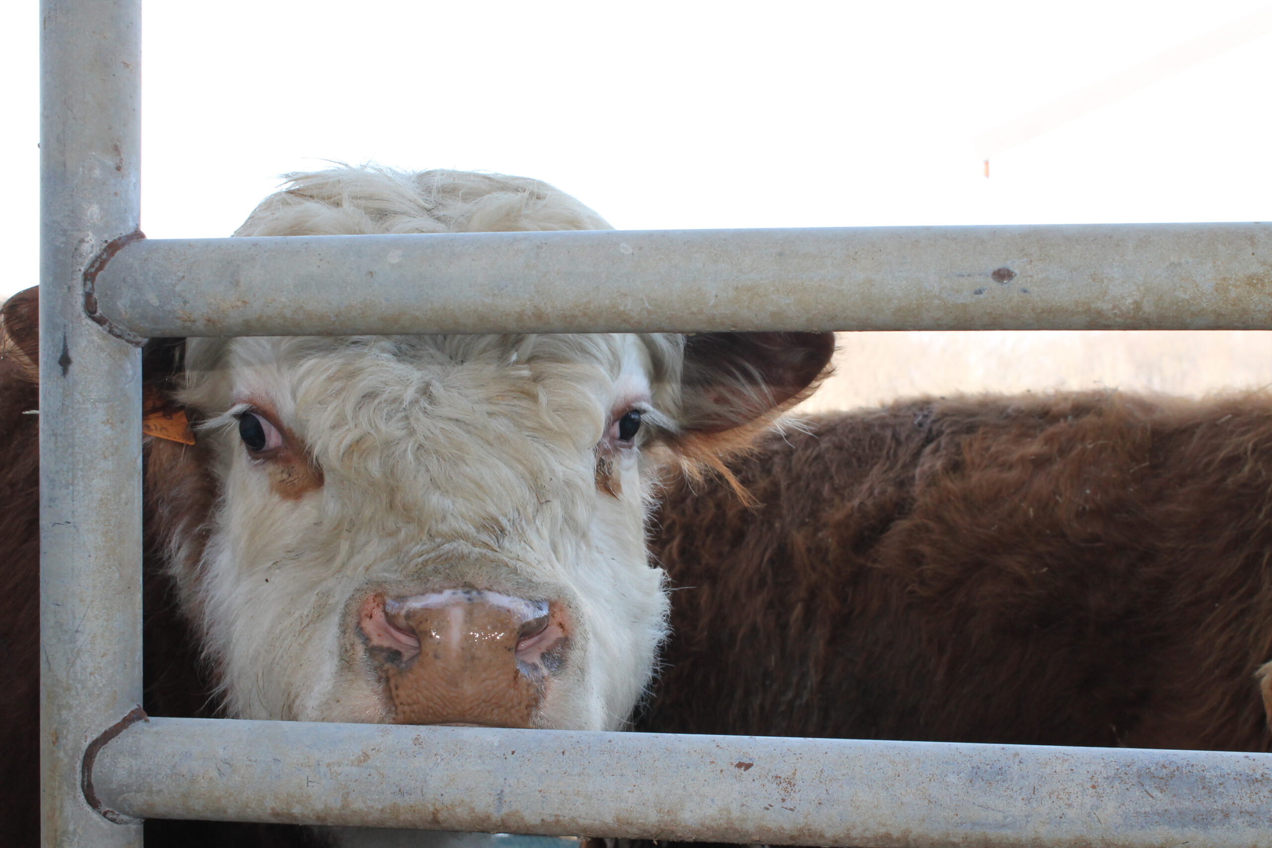 Miniature Hereford bull
