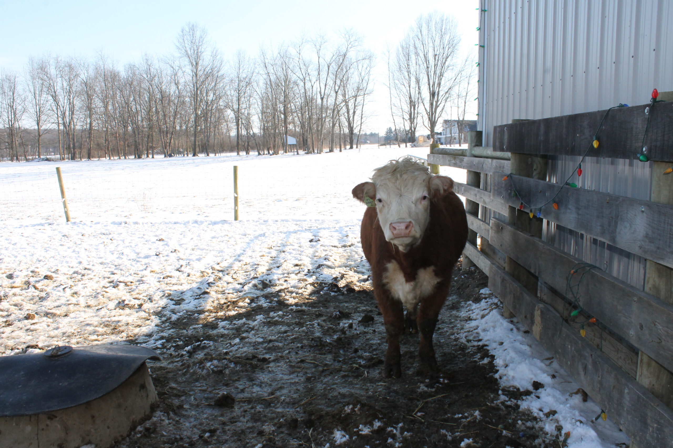 Miniature Hereford heifer