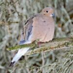Mourning doves: Are they truly full of sorrow? Mourning Dove