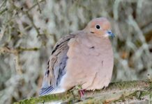 Mourning doves: Are they truly full of sorrow? Mourning Dove