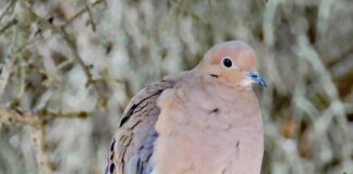 Mourning doves: Are they truly full of sorrow? Mourning Dove