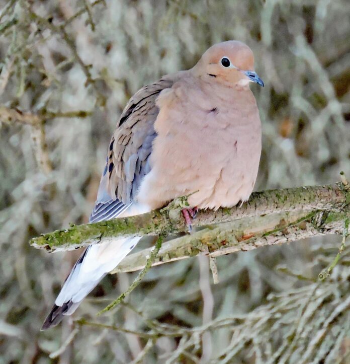 Mourning Dove Mourning Dove
