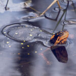 Signs of spring: Reptiles awakening