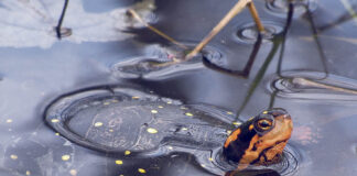 Signs of spring: Reptiles awakening