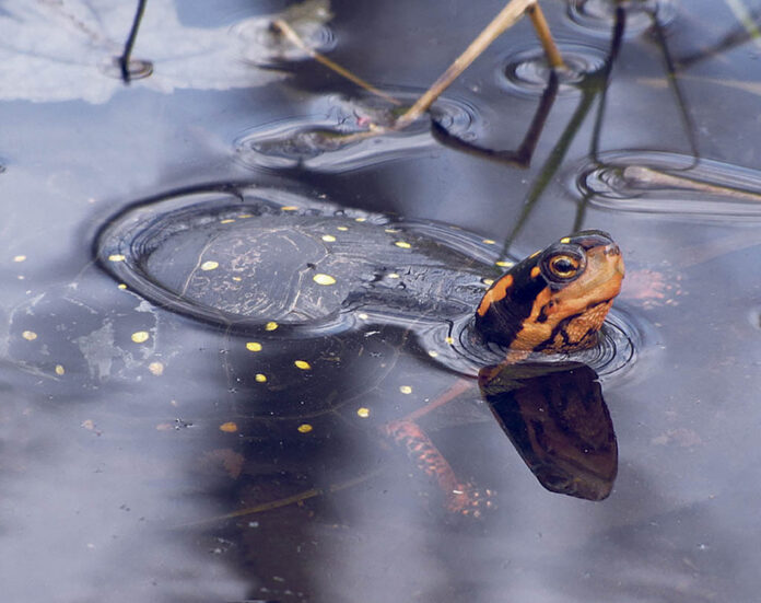 Spotted turtle feature photo-WEB