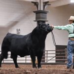 Columbiana County Mainetainer bull wins grand champion in six states
