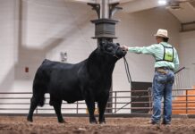 Columbiana County Mainetainer bull wins grand champion in six states