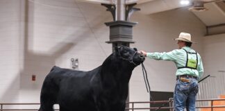 Columbiana County Mainetainer bull wins grand champion in six states