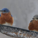 March: The month of mud and wisdom