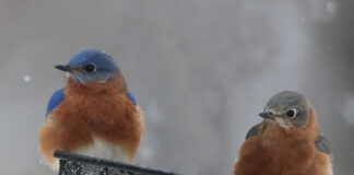 March: The month of mud and wisdom