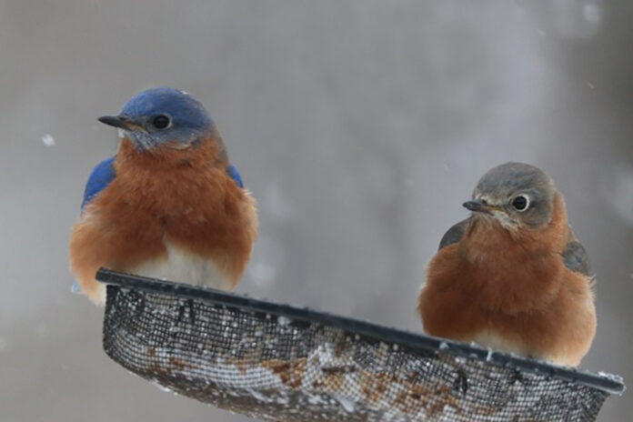 bluebirds_RGB_WEB