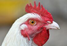 Pennsylvania leaders plan next call to give avian influenza update chicken