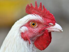WVDA confirms case third case of bird flu in 2026 chicken