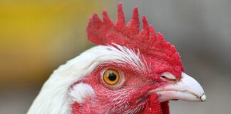 Bird flu detected in backyard flock in Jackson County, West Virginia chicken